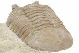 D Asaphus Plautini Trilobite Fossil - Russia #200409-5